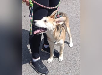 Verschmuster, kinderlieber Nanook sucht liebevolle Familie