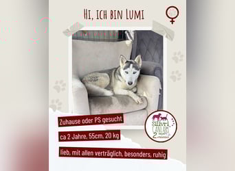 Besondere Lumi sucht ein Zuhause oder eine Pflegestelle