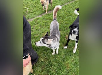 Besondere Lumi sucht ein Zuhause oder eine Pflegestelle