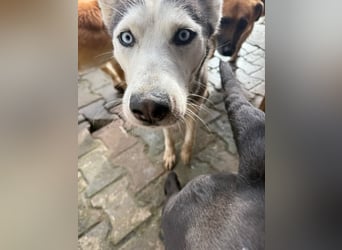 Besondere Lumi sucht ein Zuhause oder eine Pflegestelle