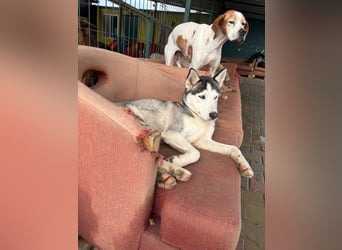 Besondere Lumi sucht ein Zuhause oder eine Pflegestelle