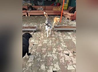 Besondere Lumi sucht ein Zuhause oder eine Pflegestelle