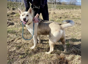 Wunderschöner Husky ähnlicher Rüde, 3J., kastriert, rundum verträglich