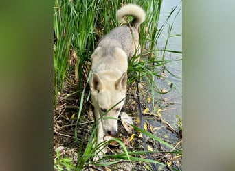 Wunderschöner Husky ähnlicher Rüde, 3J., kastriert, rundum verträglich