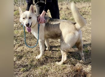 Wunderschöner Husky ähnlicher Rüde, 3J., kastriert, rundum verträglich