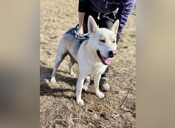 Wunderschöner Husky ähnlicher Rüde, 3J., kastriert, rundum verträglich