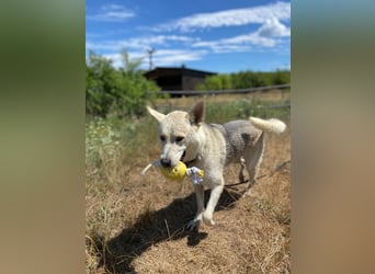 Wunderschöner Husky ähnlicher Rüde, 3J., kastriert, rundum verträglich