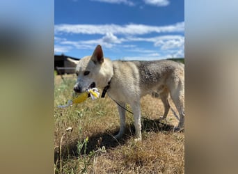 Wunderschöner Husky ähnlicher Rüde, 3J., kastriert, rundum verträglich