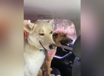 Wunderschöner Husky ähnlicher Rüde, 3J., kastriert, rundum verträglich