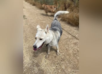 Wunderschöner Husky ähnlicher Rüde, 3J., kastriert, rundum verträglich