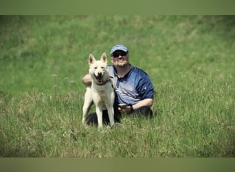 Wunderschöner Husky ähnlicher Rüde, 3J., kastriert, rundum verträglich