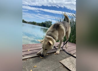 Wunderschöner Husky ähnlicher Rüde, 3J., kastriert, rundum verträglich