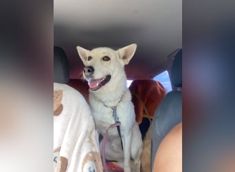 Wunderschöner Husky ähnlicher Rüde, 3J., kastriert, rundum verträglich
