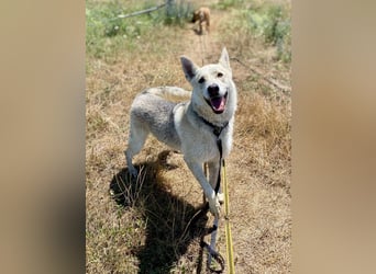 Wunderschöner Husky ähnlicher Rüde, 3J., kastriert, rundum verträglich
