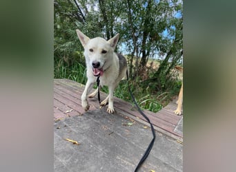 Wunderschöner Husky ähnlicher Rüde, 3J., kastriert, rundum verträglich
