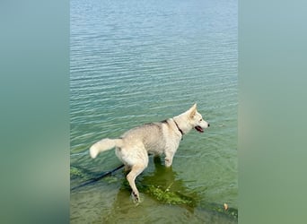 Wunderschöner Husky ähnlicher Rüde, 3J., kastriert, rundum verträglich