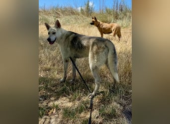 Wunderschöner Husky ähnlicher Rüde, 3J., kastriert, rundum verträglich