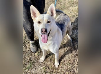 Wunderschöner Husky ähnlicher Rüde, 3J., kastriert, rundum verträglich