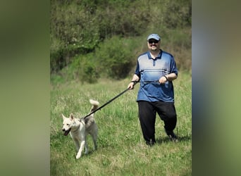 Wunderschöner Husky ähnlicher Rüde, 3J., kastriert, rundum verträglich
