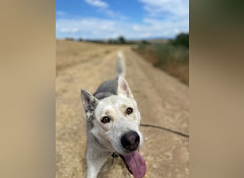 Wunderschöner Husky ähnlicher Rüde, 3J., kastriert, rundum verträglich