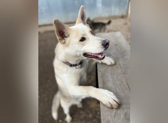 Wunderschöner Husky ähnlicher Rüde, 3J., kastriert, rundum verträglich