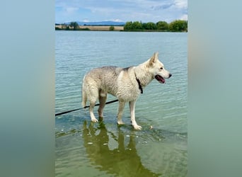 Wunderschöner Husky ähnlicher Rüde, 3J., kastriert, rundum verträglich