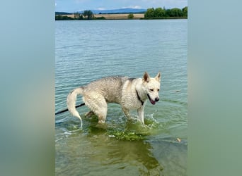Wunderschöner Husky ähnlicher Rüde, 3J., kastriert, rundum verträglich