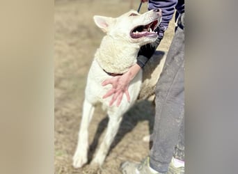 Wunderschöner Husky ähnlicher Rüde, 3J., kastriert, rundum verträglich