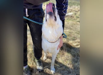 Wunderschöner Husky ähnlicher Rüde, 3J., kastriert, rundum verträglich