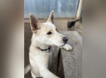 Wunderschöner Husky ähnlicher Rüde, 3J., kastriert, rundum verträglich