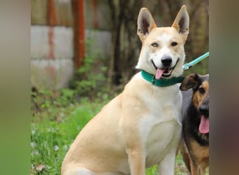 ROCKY - ich suche ein Zuhause bei einer aktiven, hundeerfahrenen Familie!