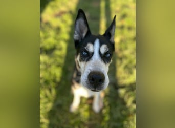 SHILA - die hübsche Maus hat das Herz am rechten Fleck und träumt von einem tollen Zuhause