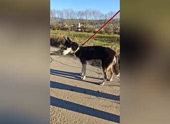 VIKY - die fröhliche und verspielte Hündin sucht ein liebevolles Für-Immer Zuhause!