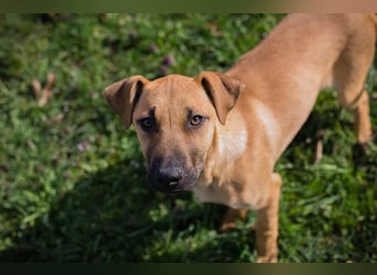 Welpe Chip-Nr. 271274 - ich träume von tollen Abenteuern mit meiner Familie!