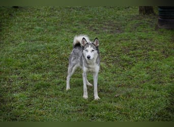 PEARL - die neugierige, fröhliche und aktive Hündin sucht eine unternehmungslustige Familie!