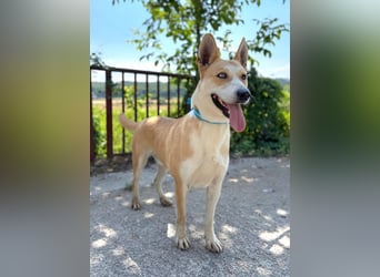 ROCKY - ich suche ein Zuhause bei einer aktiven, hundeerfahrenen Familie!