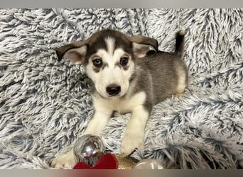 Welpe LILLY - die hübsche Maus freut sich darauf, mit DIR tolle Abenteuer zu erleben!