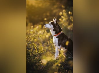 SNOWY - sportliche und verantwortungsvolle Menschen gesucht!