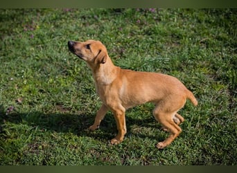 Welpe Chip-Nr. 271274 - ich träume von tollen Abenteuern mit meiner Familie!