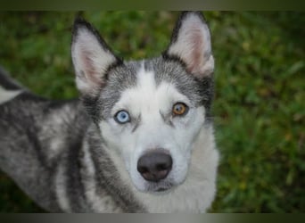 PEARL - die neugierige, fröhliche und aktive Hündin sucht eine unternehmungslustige Familie!