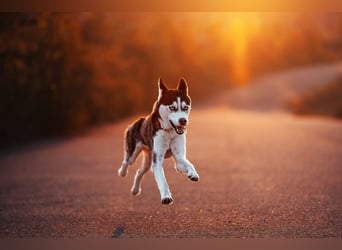 SNOWY - sportliche und verantwortungsvolle Menschen gesucht!