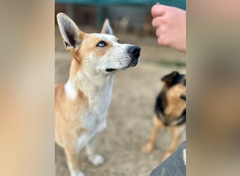 ROCKY - ich suche ein Zuhause bei einer aktiven, hundeerfahrenen Familie!