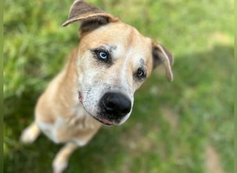 PRINZ - schenkst du mir etwas Geduld und Liebe, dann schenke ich dir mein Herz!?