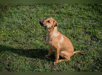 Welpe Chip-Nr. 271274 - ich träume von tollen Abenteuern mit meiner Familie!