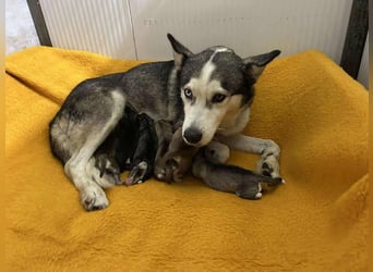 PEARL - die neugierige, fröhliche und aktive Hündin sucht eine unternehmungslustige Familie!