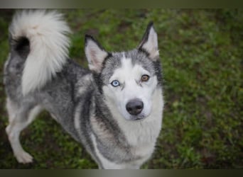 PEARL - die neugierige, fröhliche und aktive Hündin sucht eine unternehmungslustige Familie!