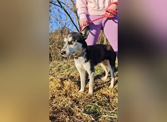 VIKY - die fröhliche und verspielte Hündin sucht ein liebevolles Für-Immer Zuhause!