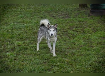 PEARL - die neugierige, fröhliche und aktive Hündin sucht eine unternehmungslustige Familie!