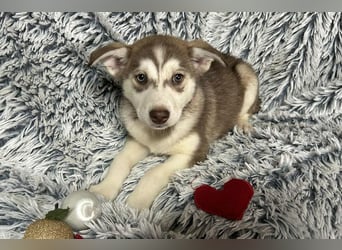 Welpe Chip-Nr. 259765 - die hübsche Maus sucht ein tolles Für-Immer Zuhause