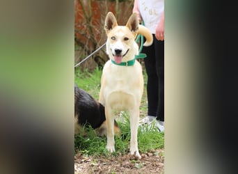ROCKY - ich suche ein Zuhause bei einer aktiven, hundeerfahrenen Familie!